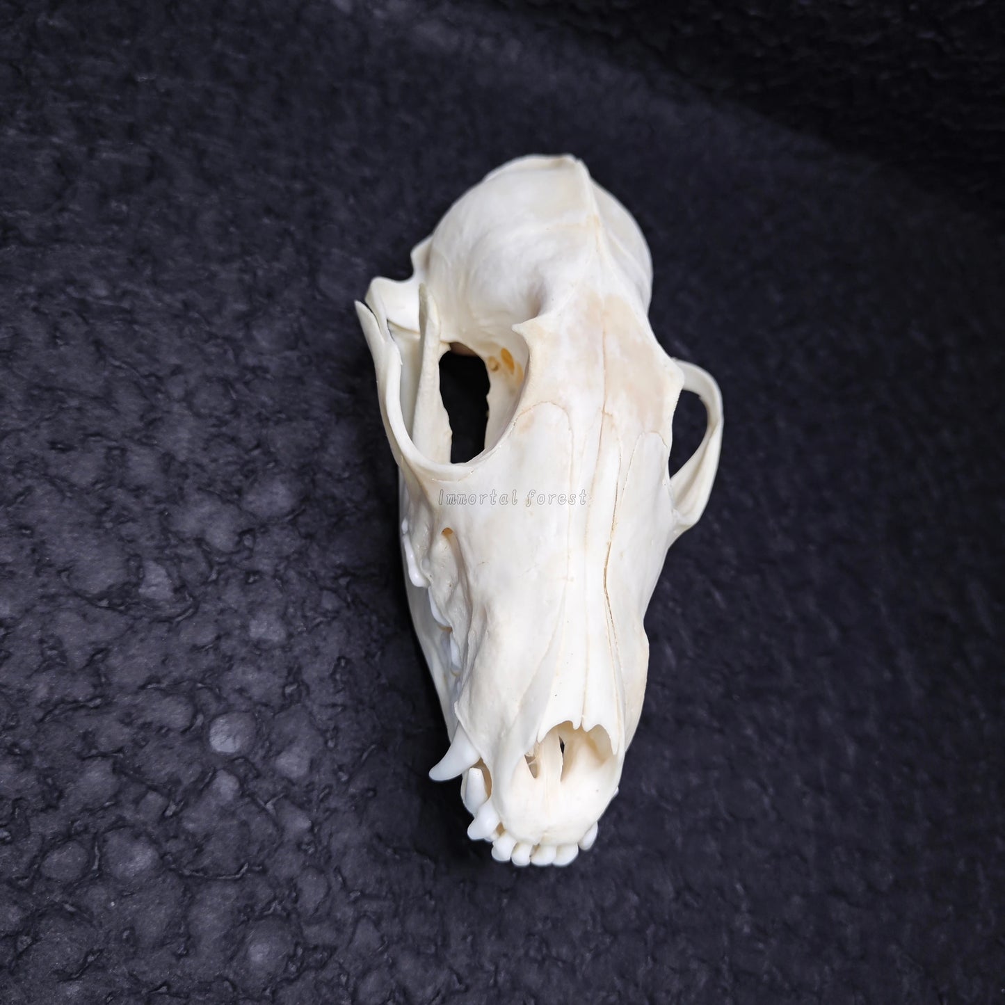 Fox Skull