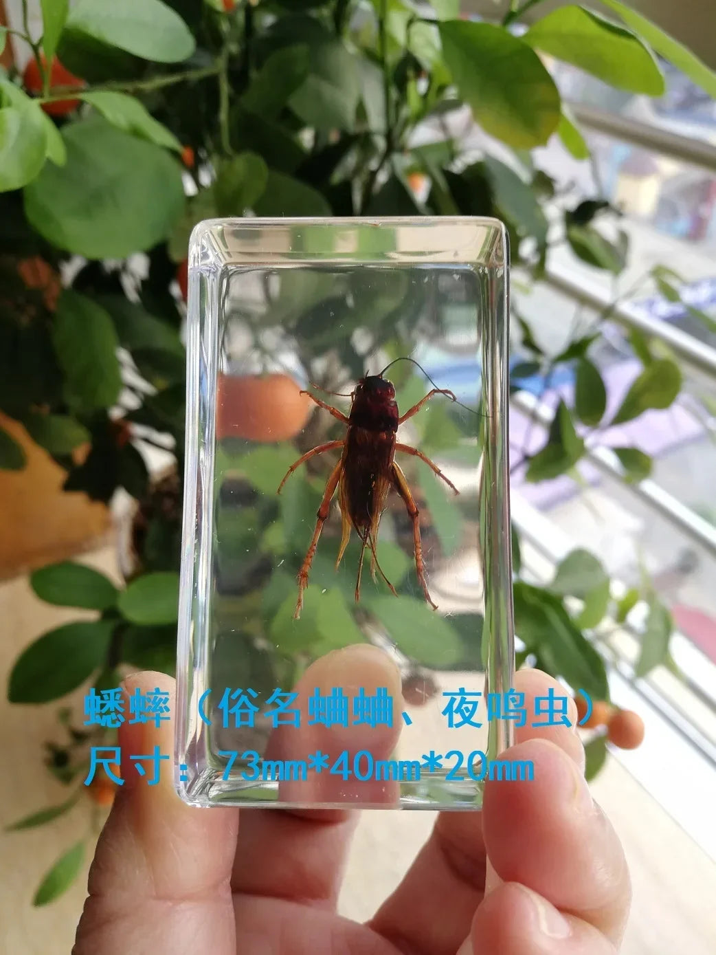 Medium Insect and Crustacean Specimens - Cast in Resin