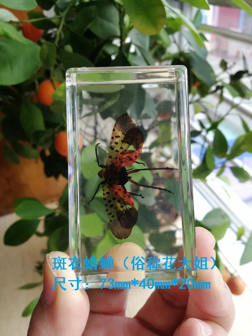 Medium Insect and Crustacean Specimens - Cast in Resin
