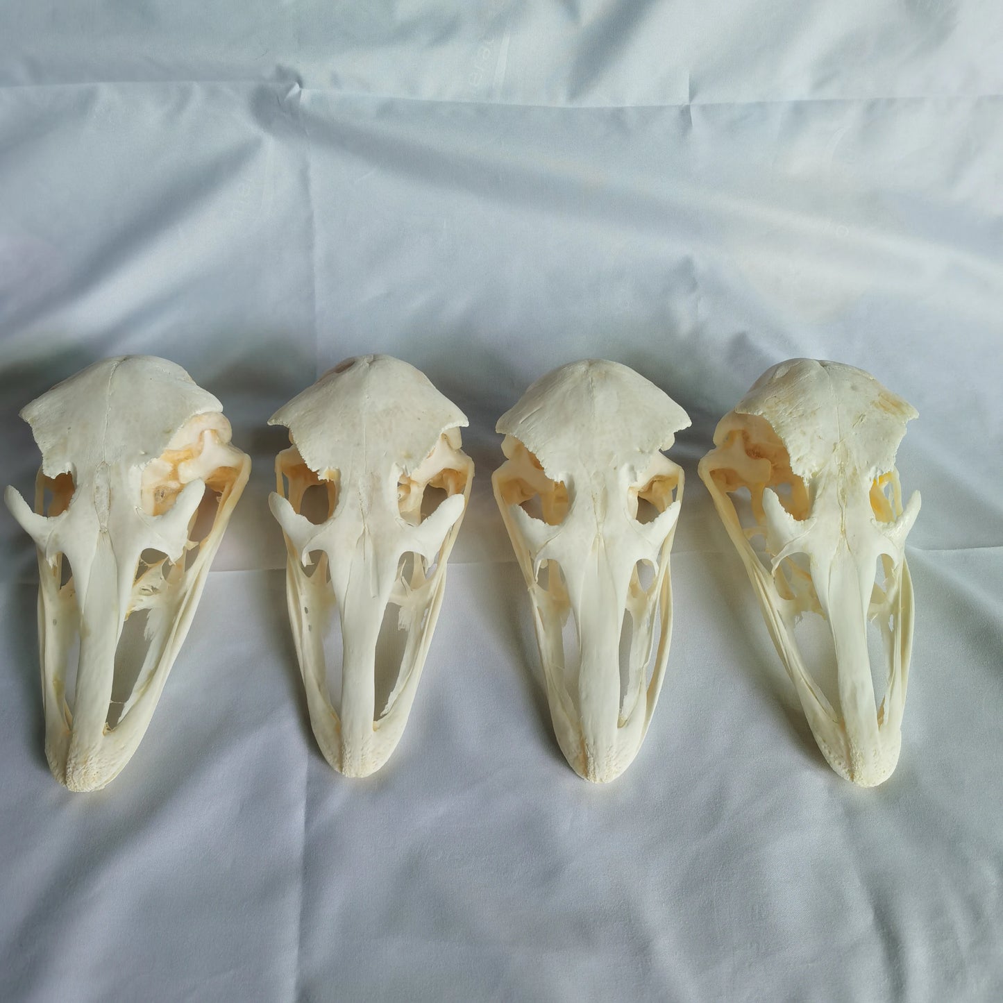 Ostrich Skull