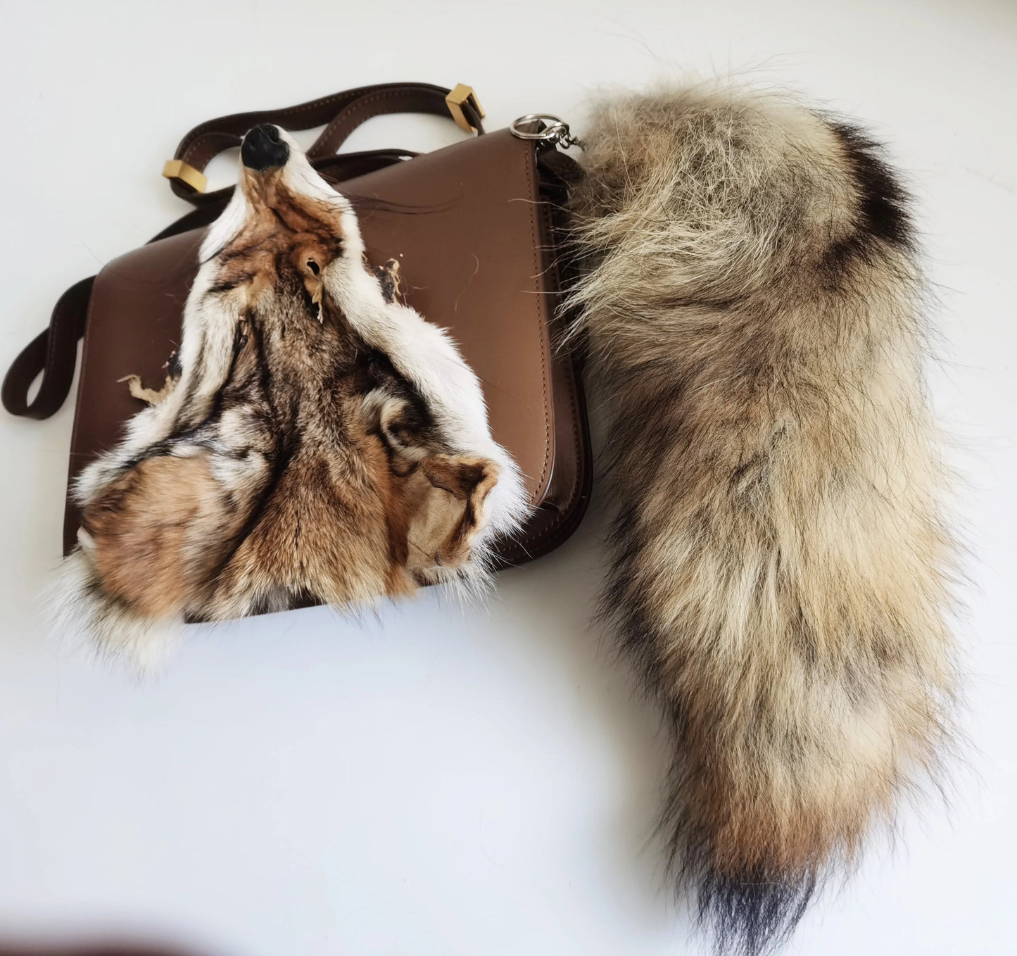 Taxidermy Coyote Heads and Tails