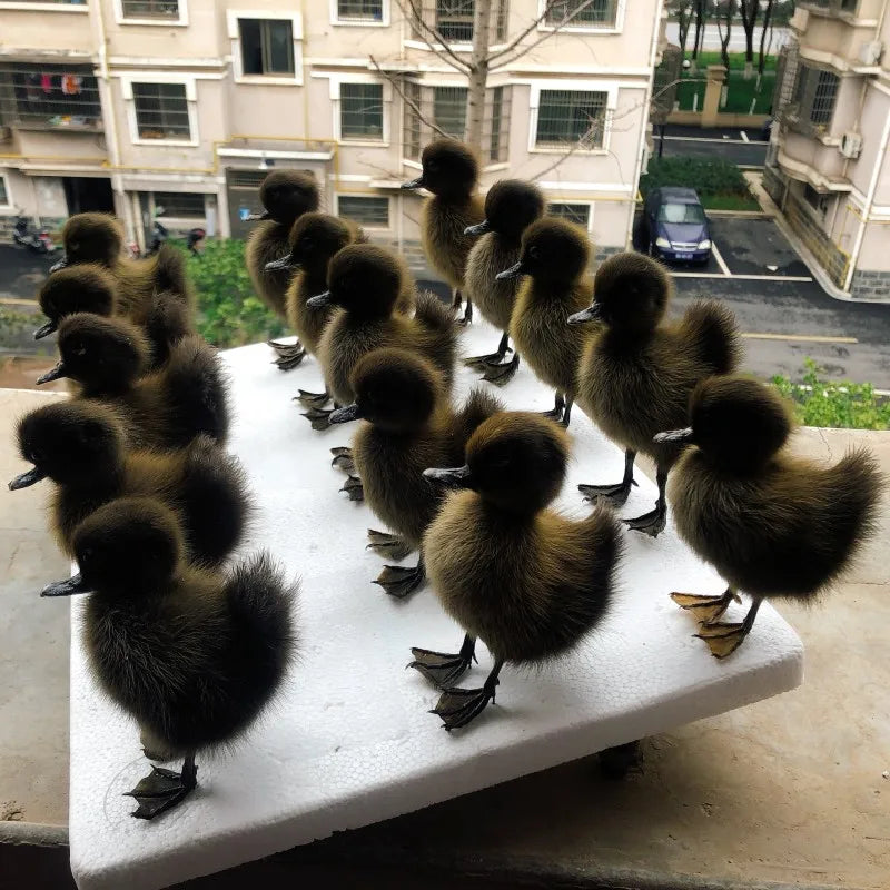 Taxidermy Chicks and Duckings
