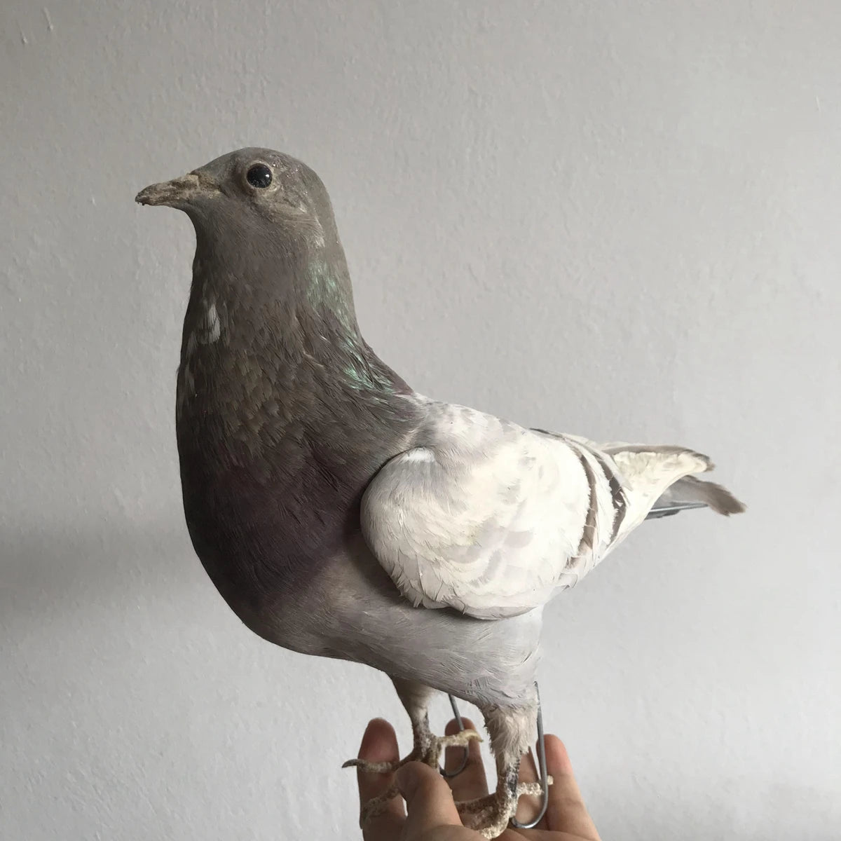 Taxidermy Grey Pigeon