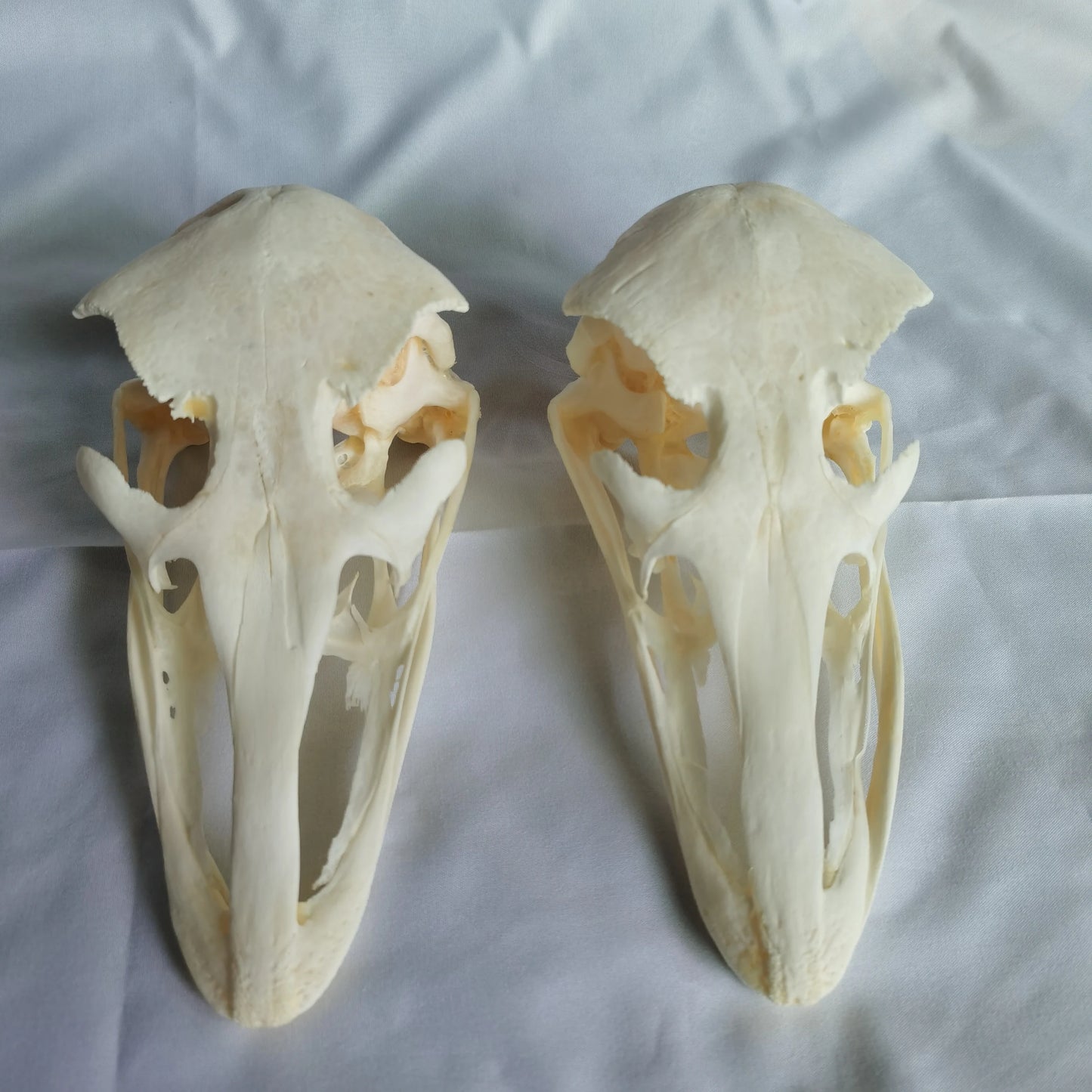 Ostrich Skull