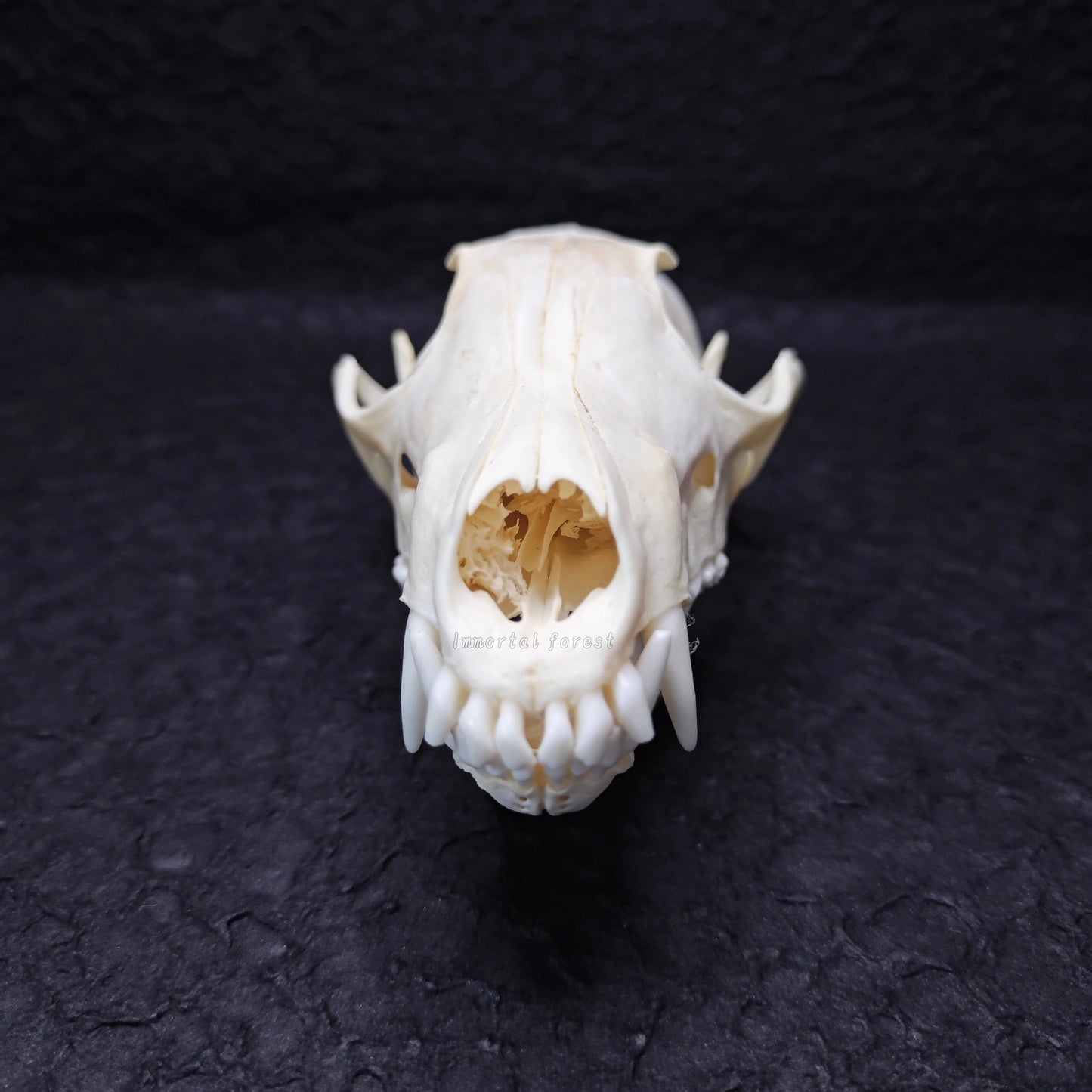 Fox Skull