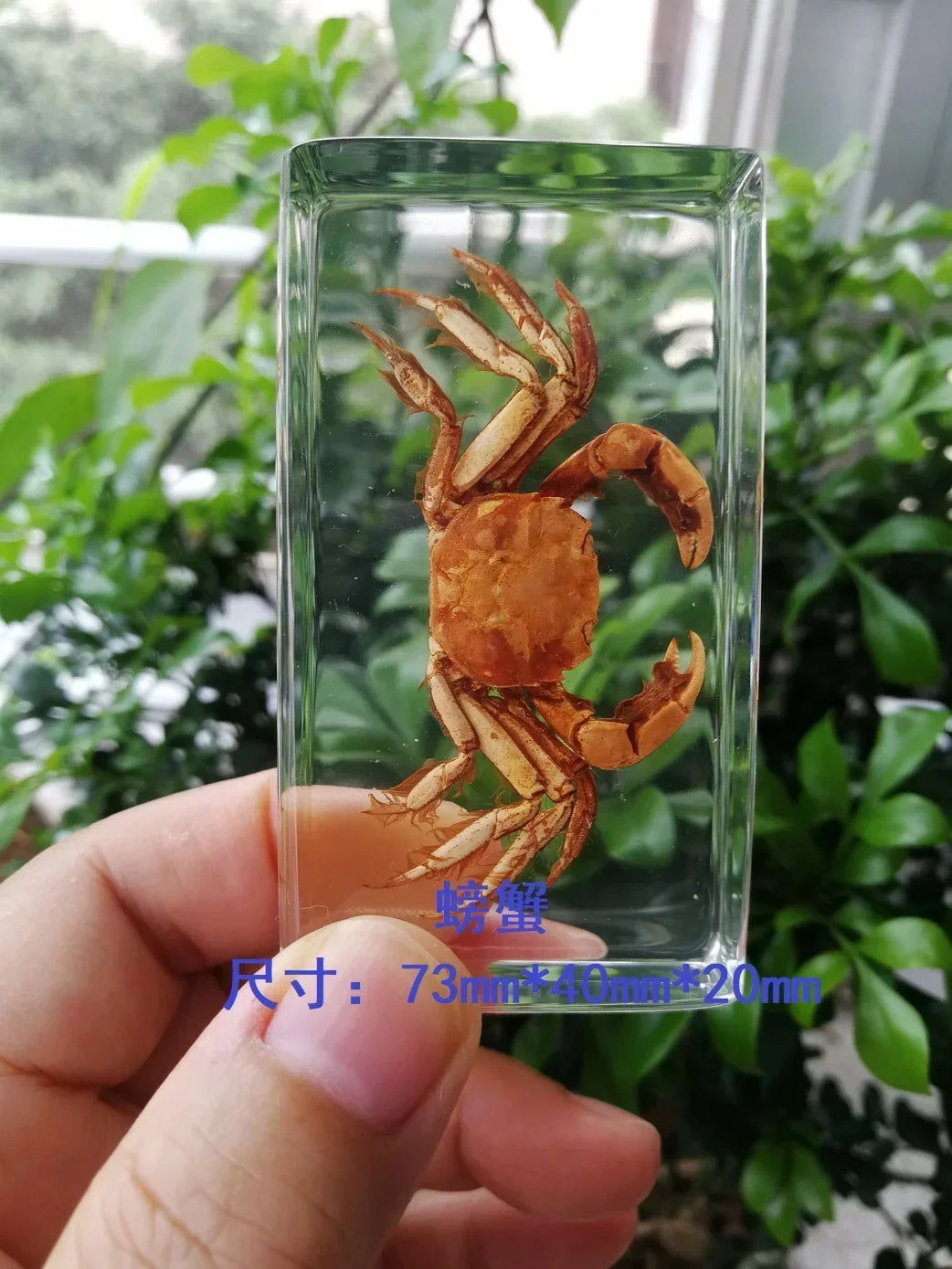 Medium Insect and Crustacean Specimens - Cast in Resin