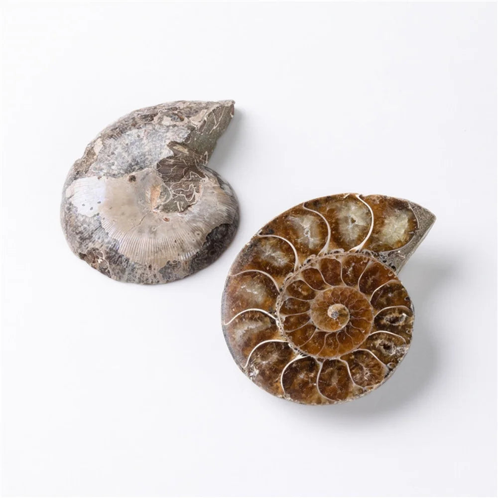 Ammonite Slice Specimens