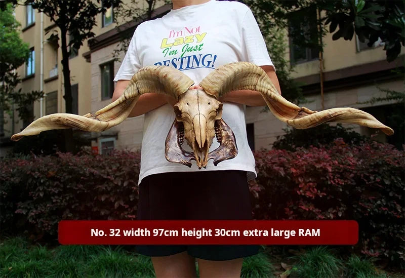 Sheep Skull With XL Horns