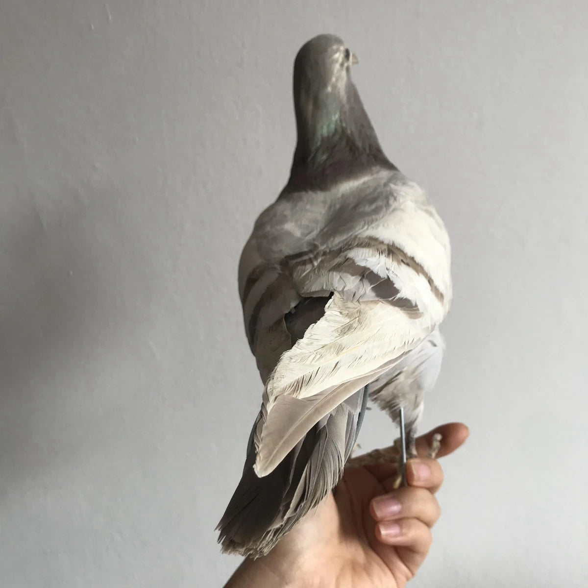 Taxidermy Grey Pigeon
