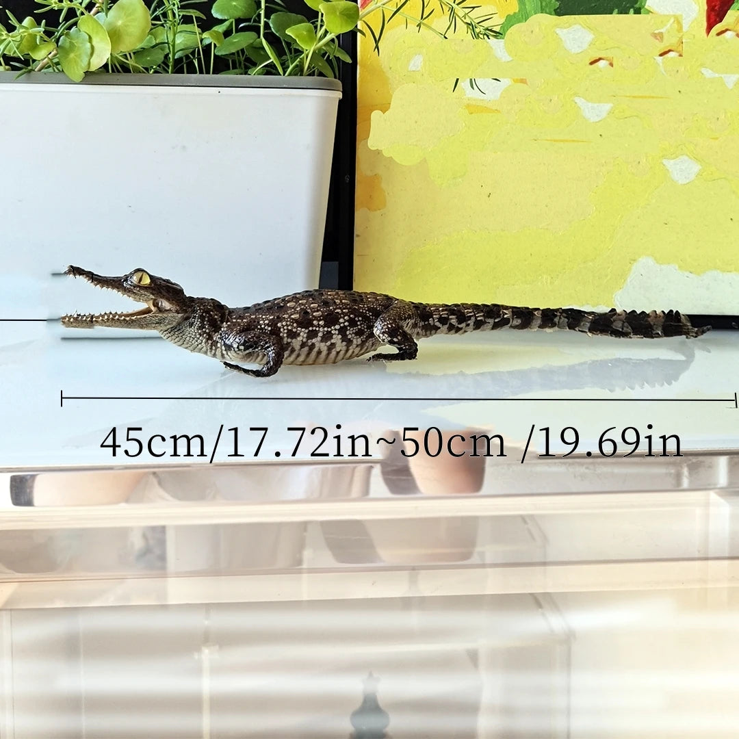 Taxidermy Crocodile
