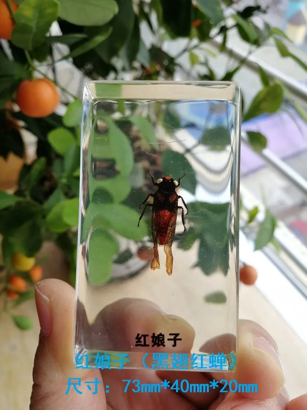 Medium Insect and Crustacean Specimens - Cast in Resin