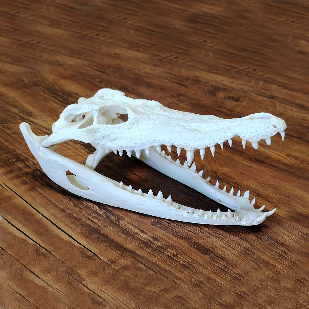 Crocodile Skull - 2 Sizes Available
