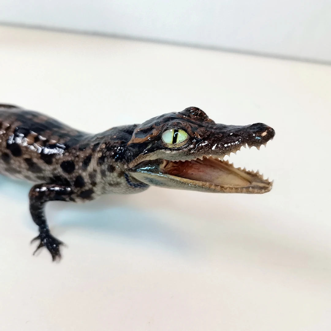 Taxidermy Crocodile
