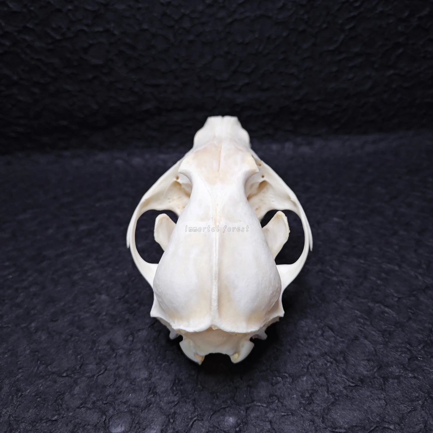 Fox Skull