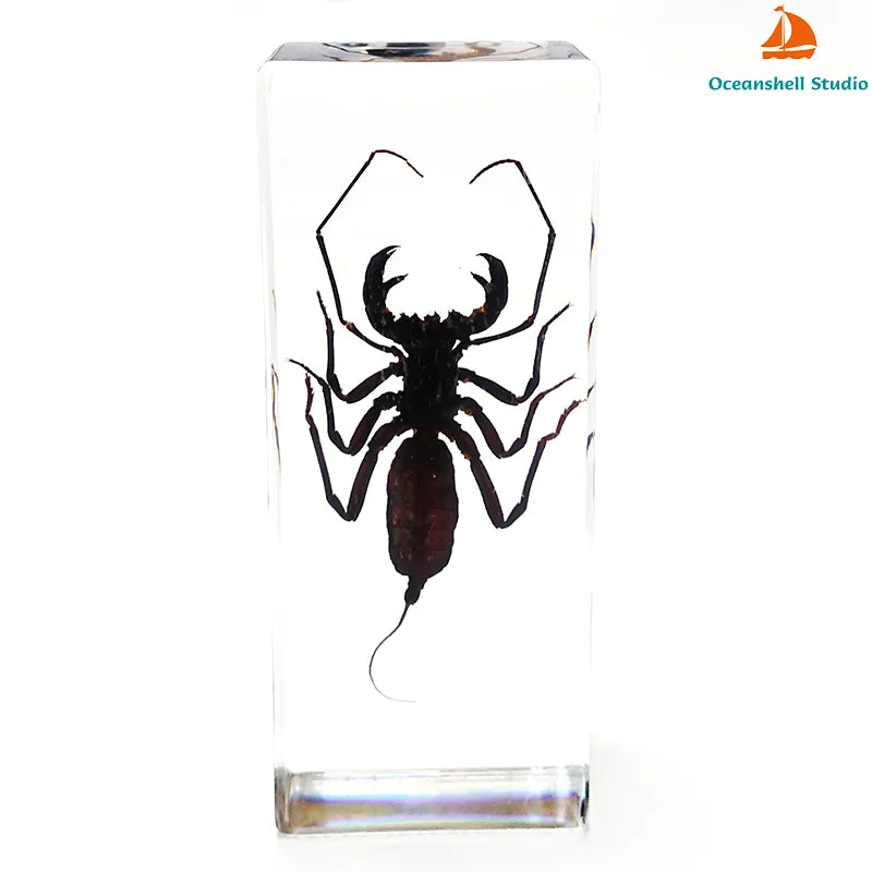 Large Insect Specimen - Cast in Resin