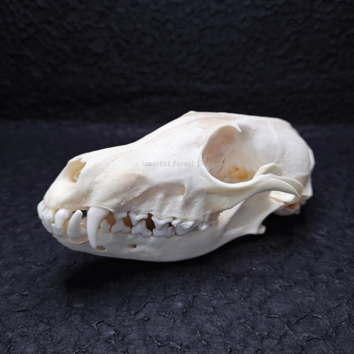 Fox Skull