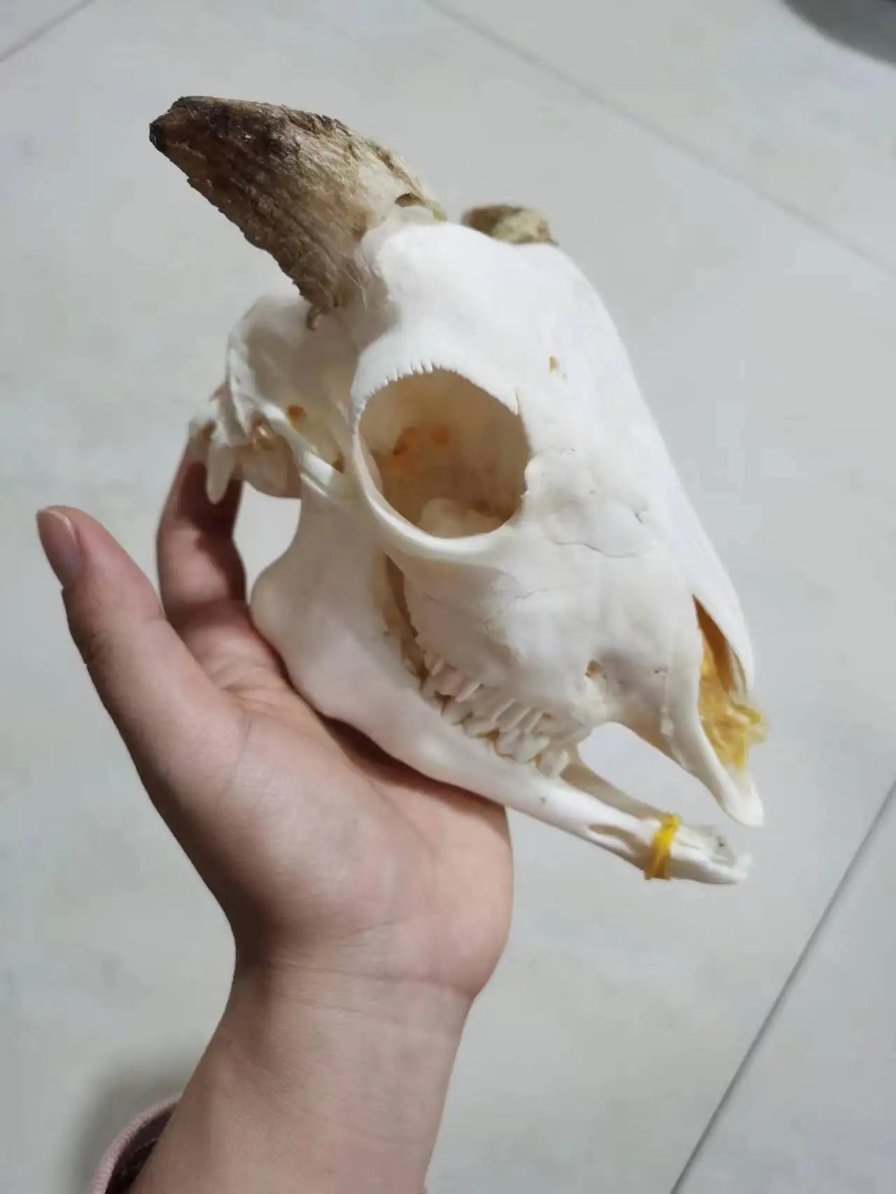 Horned Ram Skull
