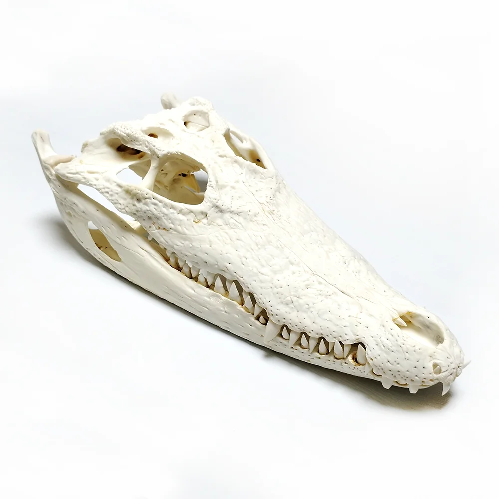 Crocodile Skull - 2 Sizes Available