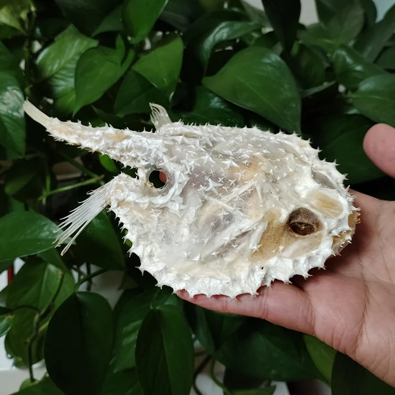 Starry Handfish Skeleton - 15 CM/5.9”