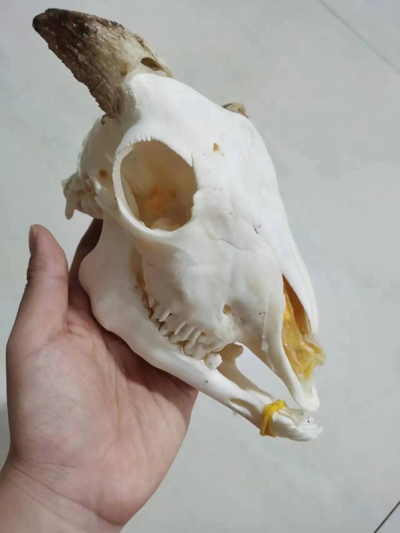 Horned Ram Skull