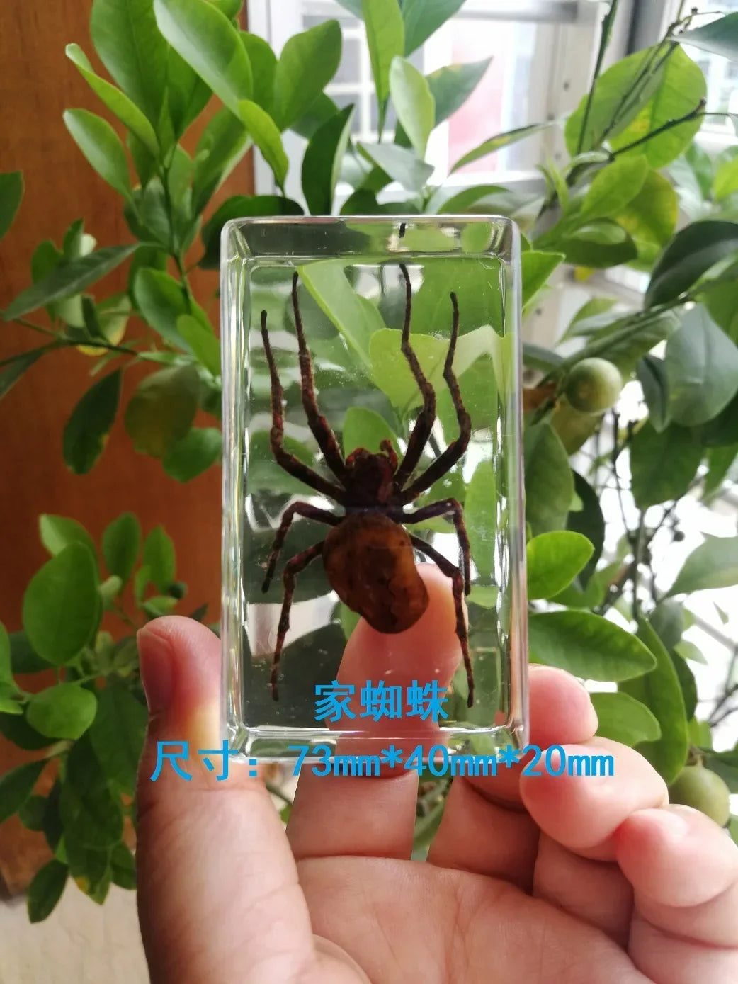 Medium Insect and Crustacean Specimens - Cast in Resin