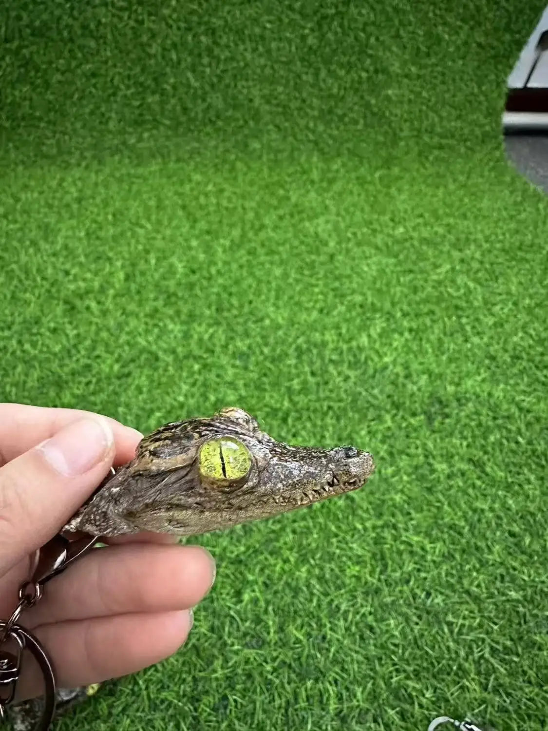 Taxidermy Crocodile Head and Tail Keychains