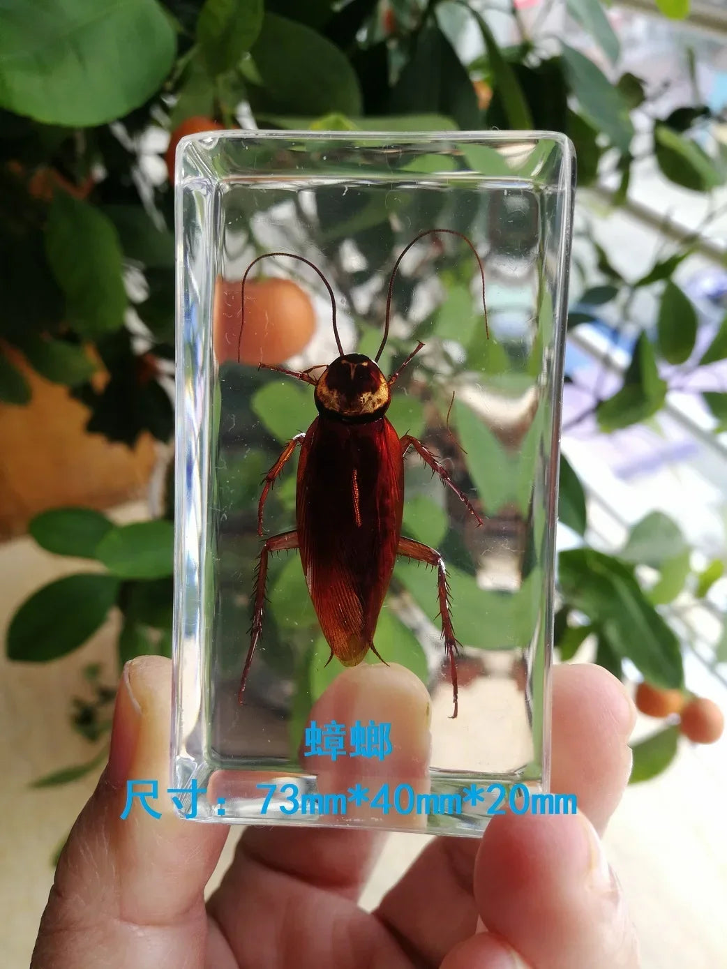 Medium Insect and Crustacean Specimens - Cast in Resin