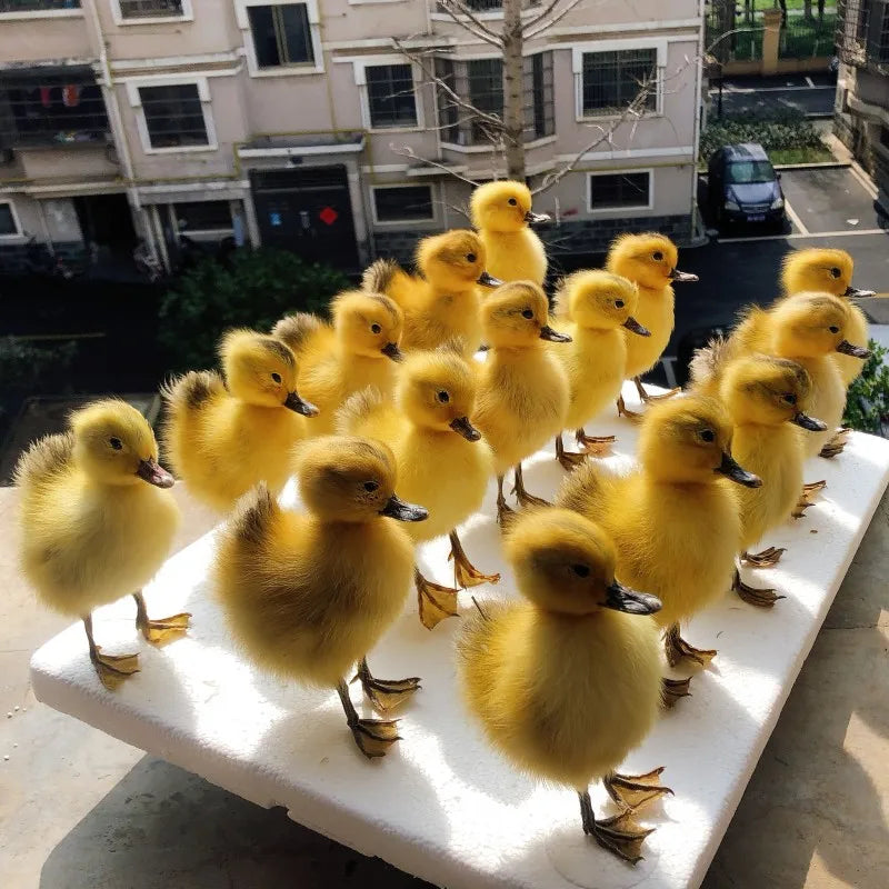 Taxidermy Chicks and Duckings