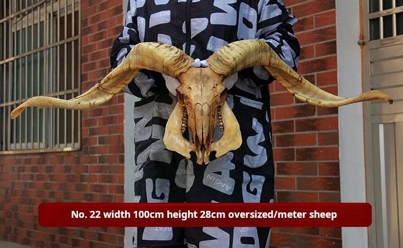 Sheep Skull With XL Horns