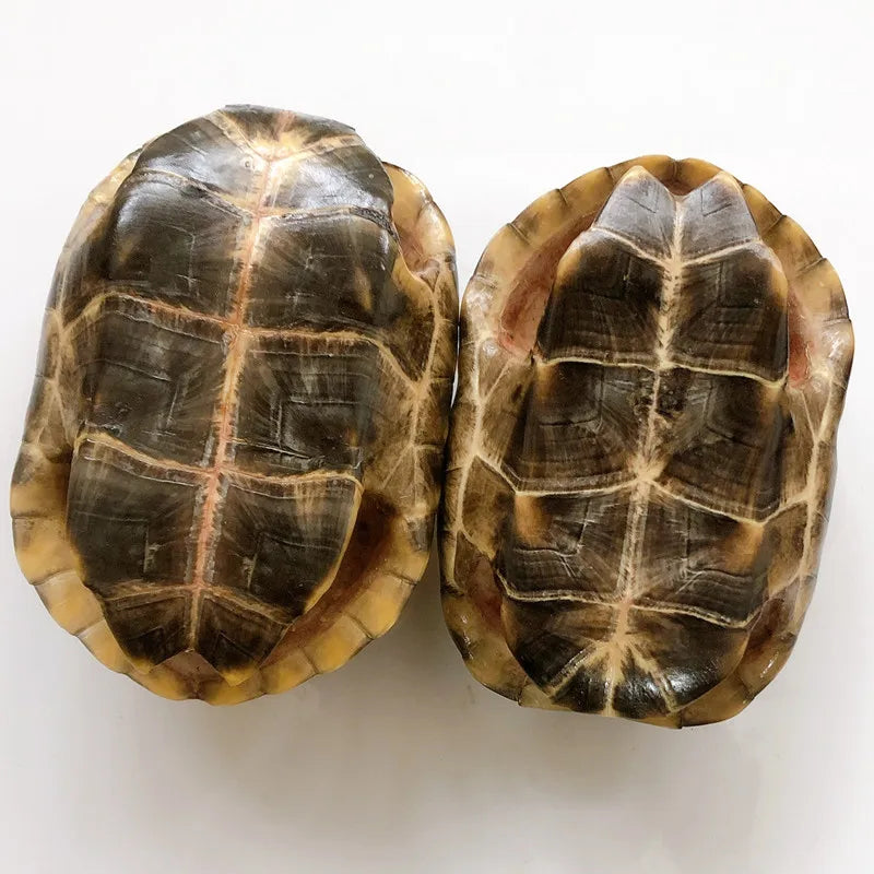 Turtle Shell - 10-12cm