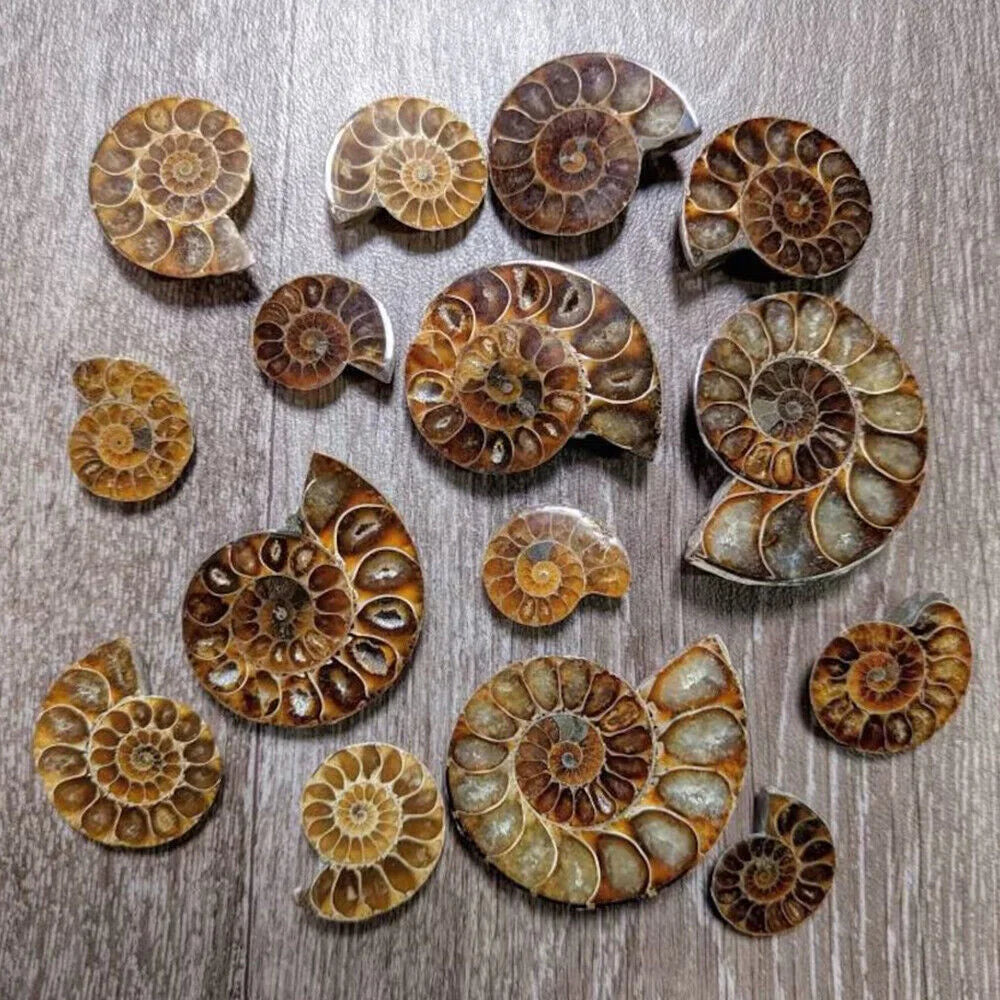 Ammonite Slice Specimens