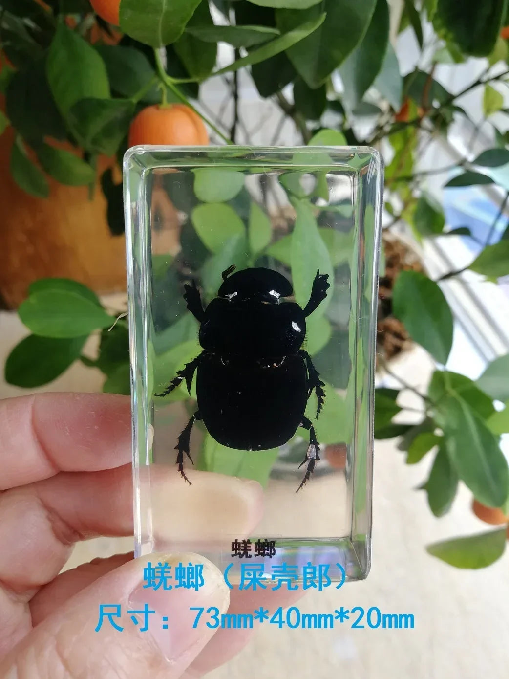 Medium Insect and Crustacean Specimens - Cast in Resin
