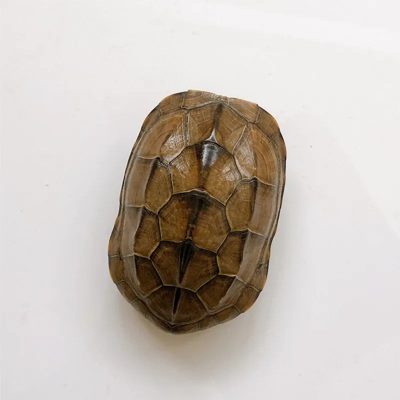 Turtle Shell - 10-12cm