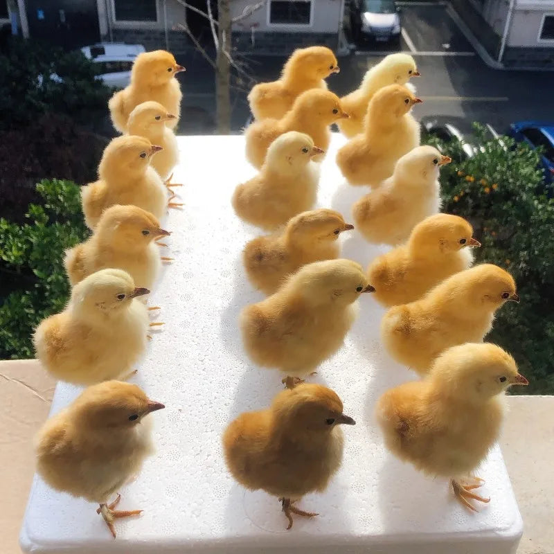 Taxidermy Chicks and Duckings