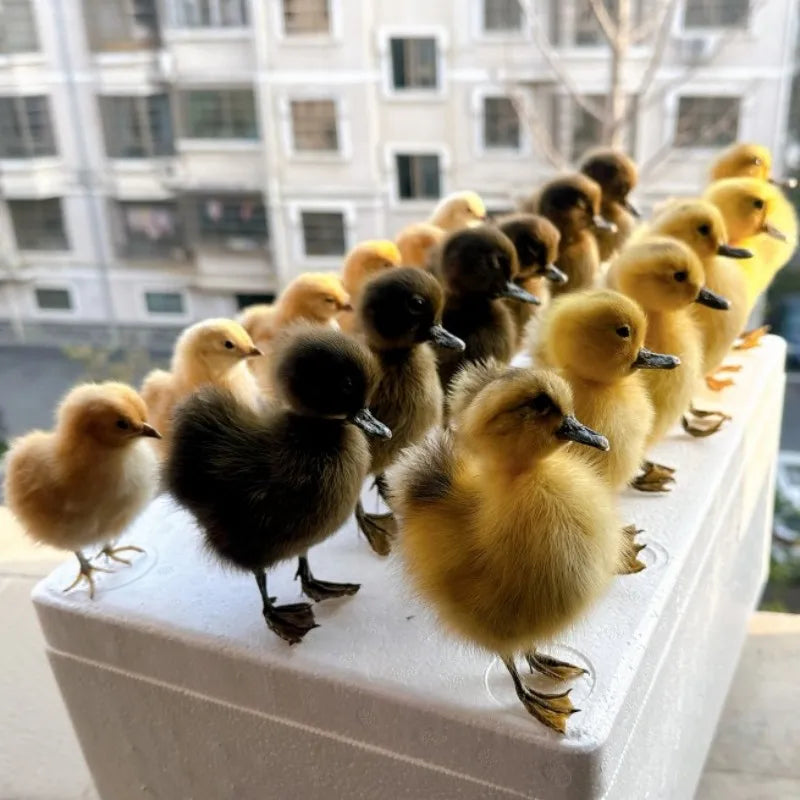 Taxidermy Chicks and Duckings