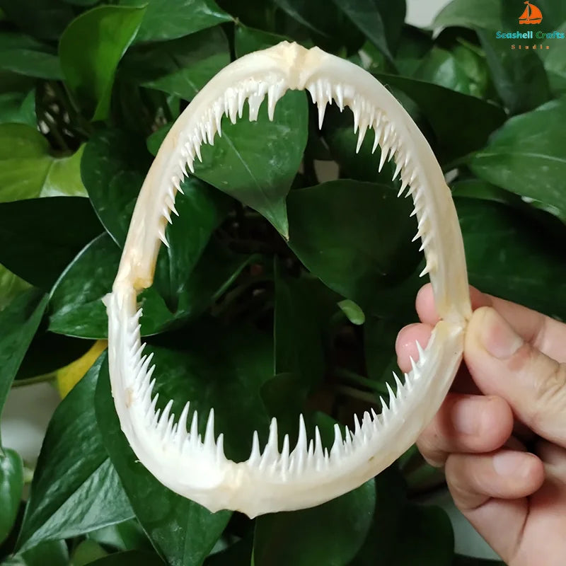 Anglerfish Jaw