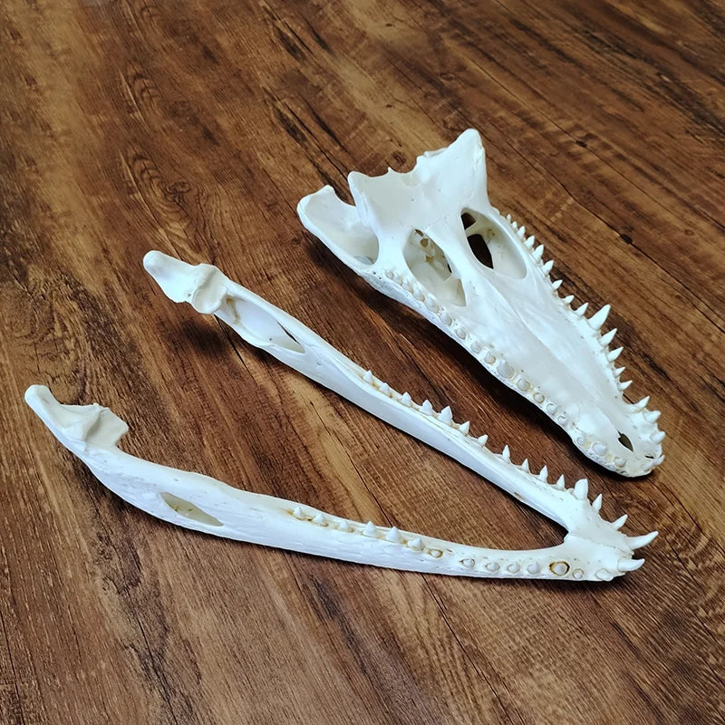 Crocodile Skull - 2 Sizes Available