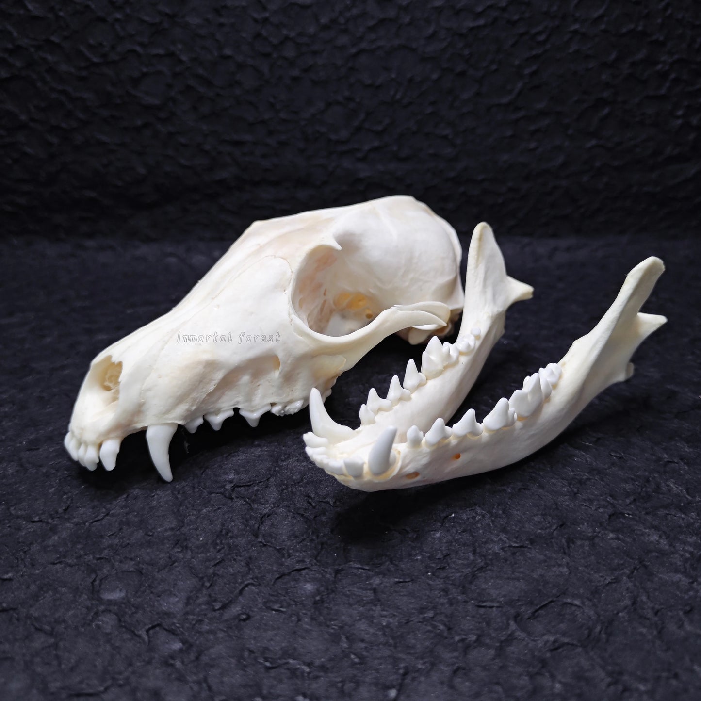Fox Skull
