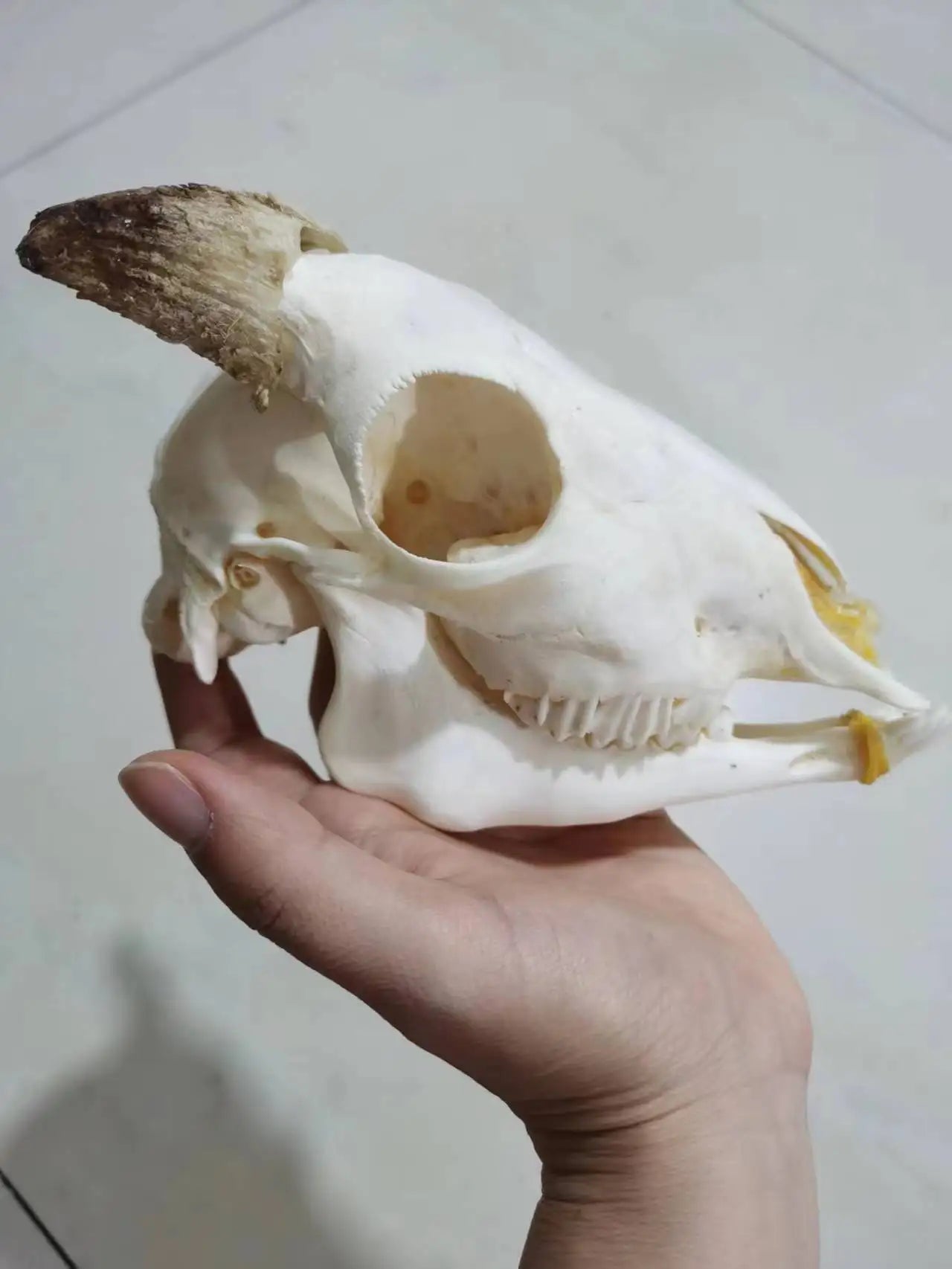 Horned Ram Skull