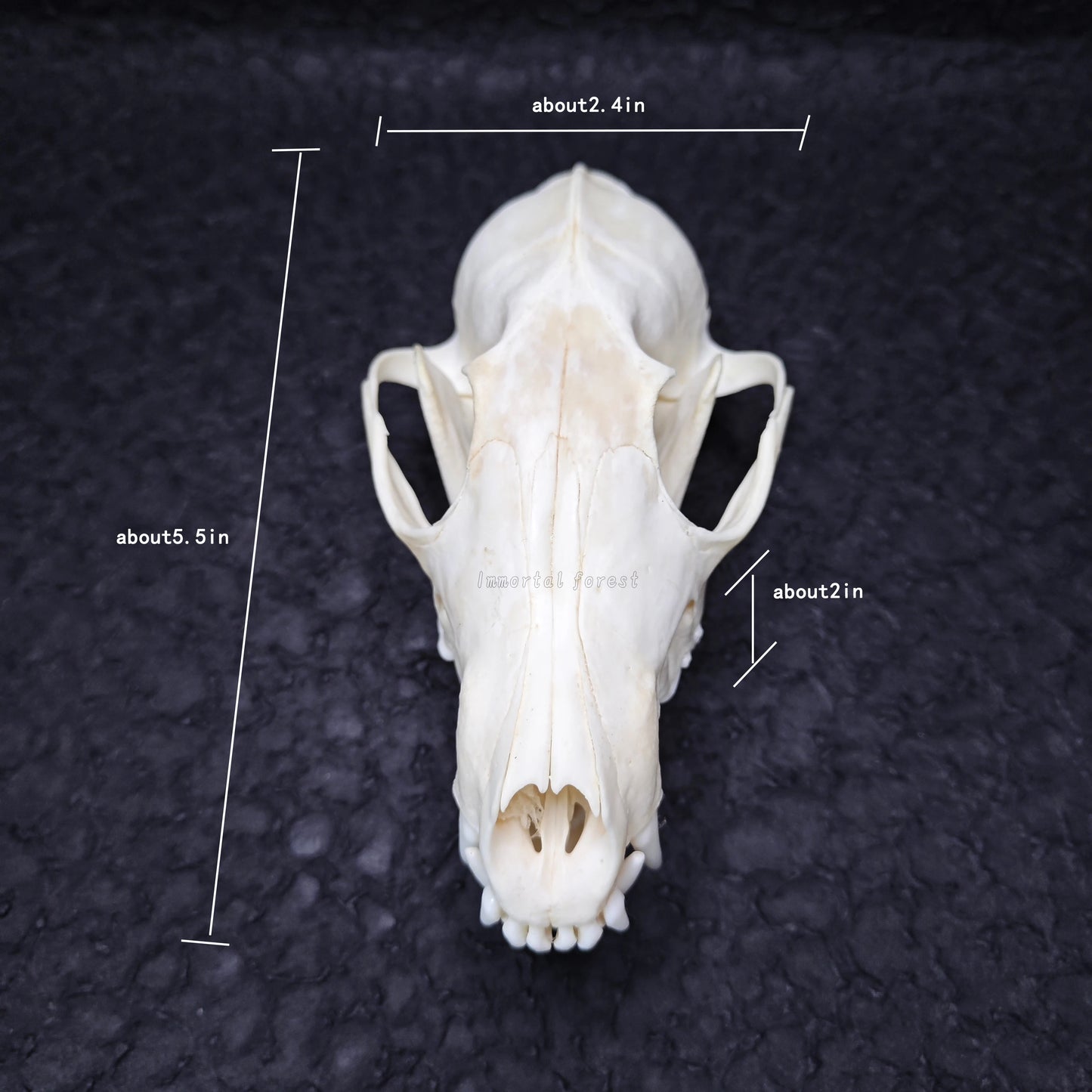 Fox Skull
