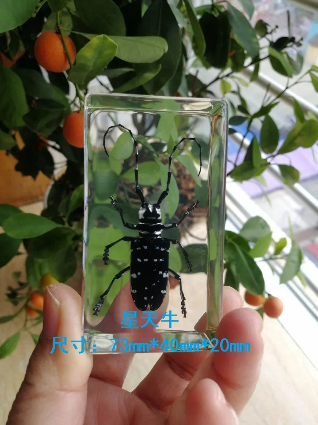 Medium Insect and Crustacean Specimens - Cast in Resin
