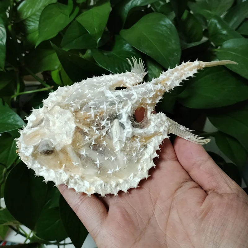 Starry Handfish Skeleton - 15 CM/5.9”