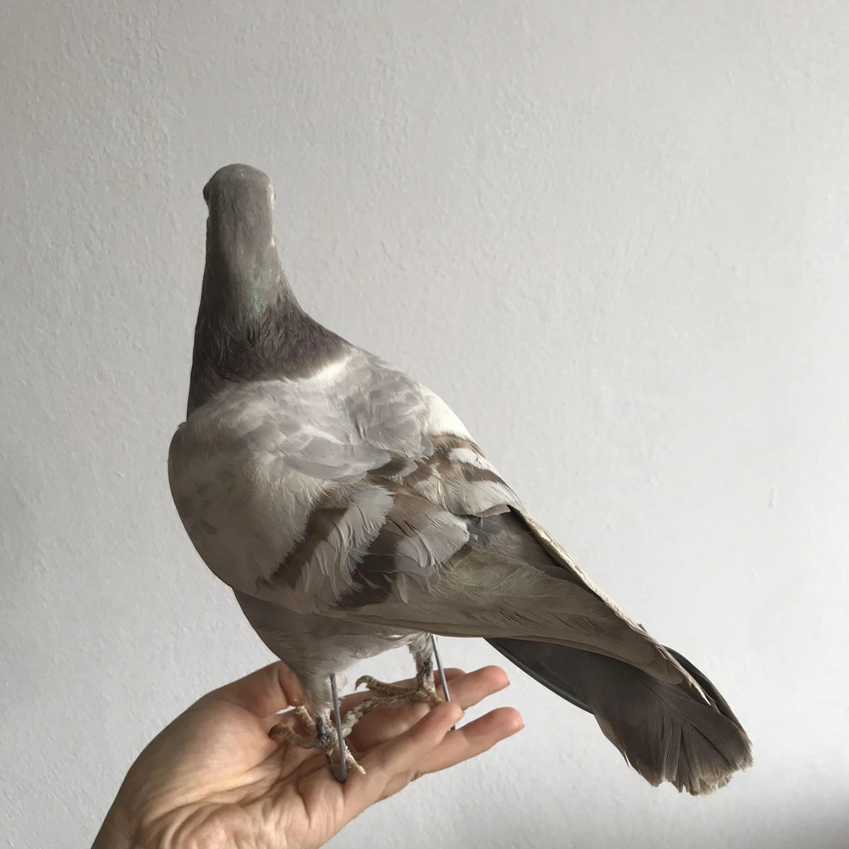Taxidermy Grey Pigeon