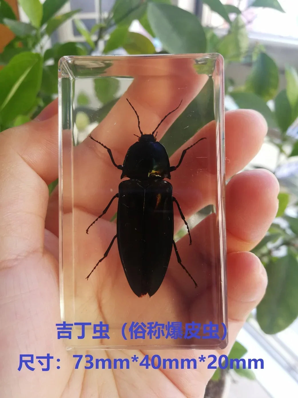 Medium Insect and Crustacean Specimens - Cast in Resin