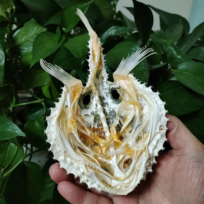 Starry Handfish Skeleton - 15 CM/5.9”