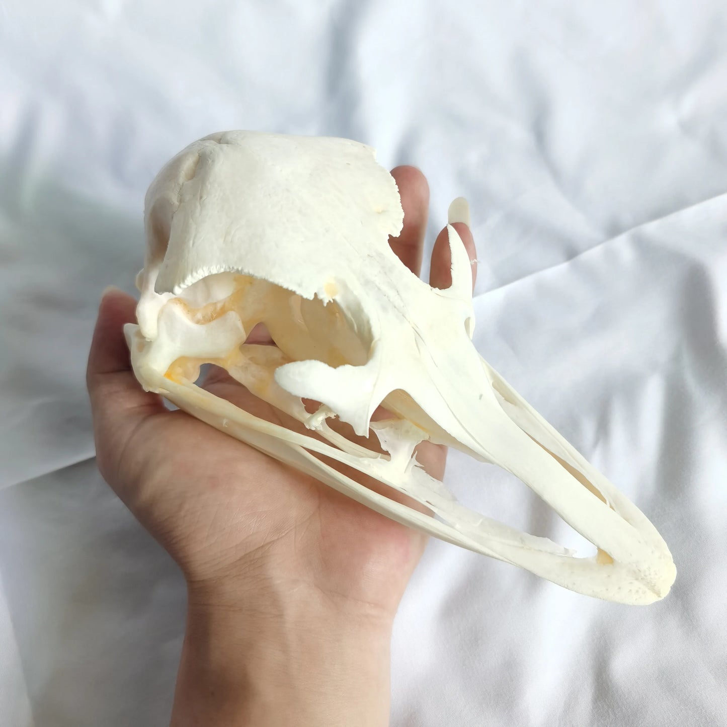 Ostrich Skull