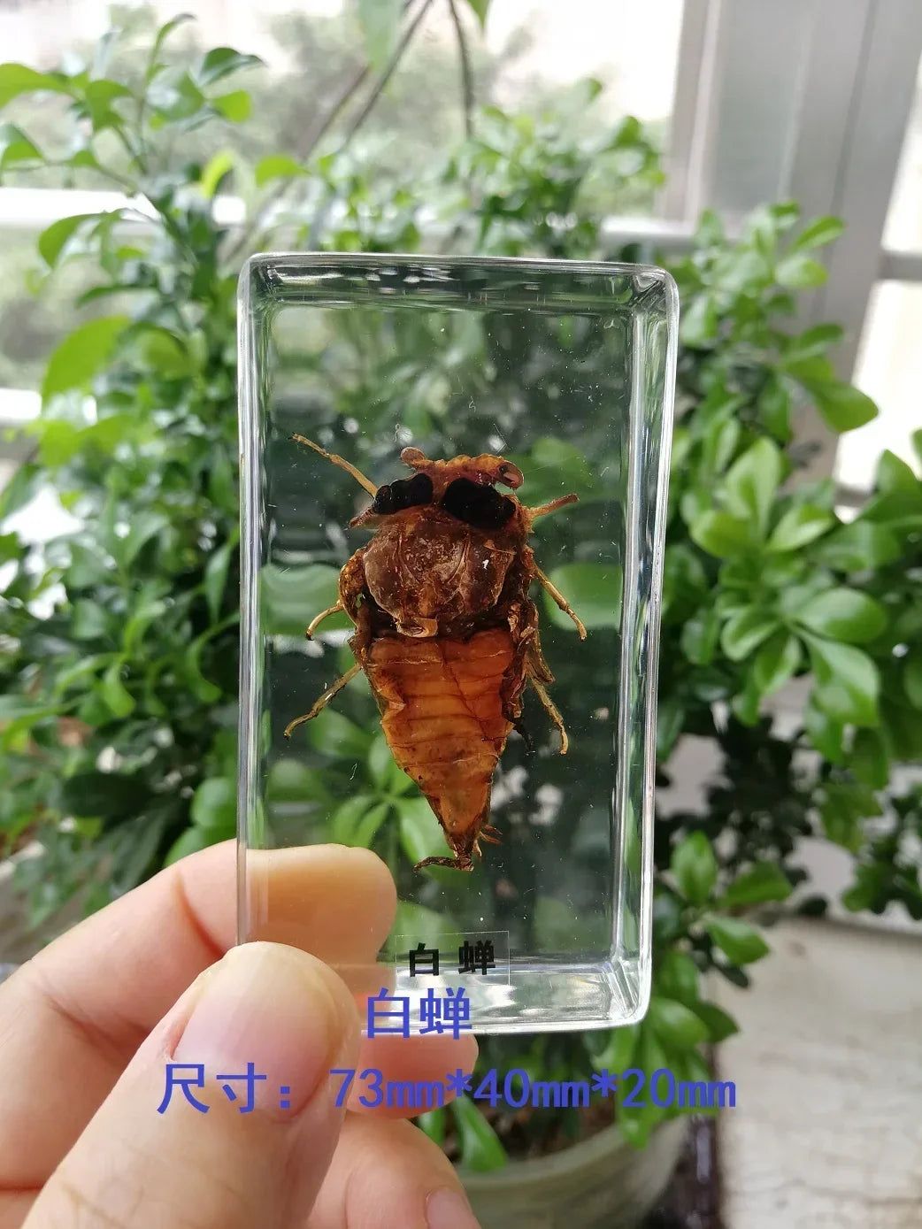 Medium Insect and Crustacean Specimens - Cast in Resin