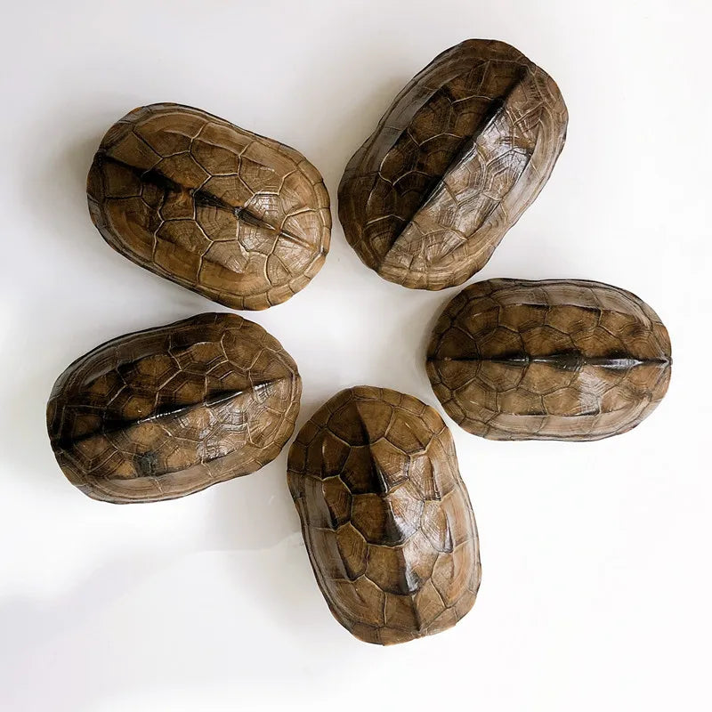 Turtle Shell - 10-12cm