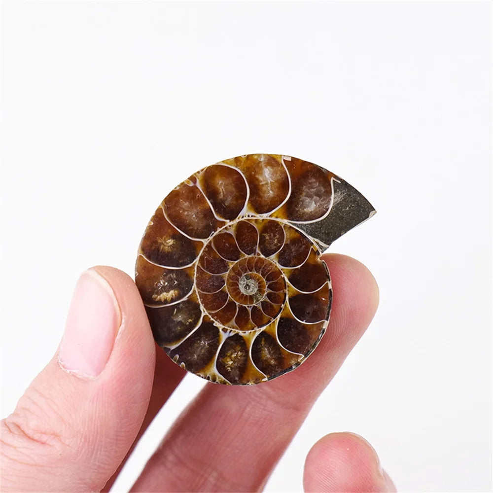 Ammonite Slice Specimens