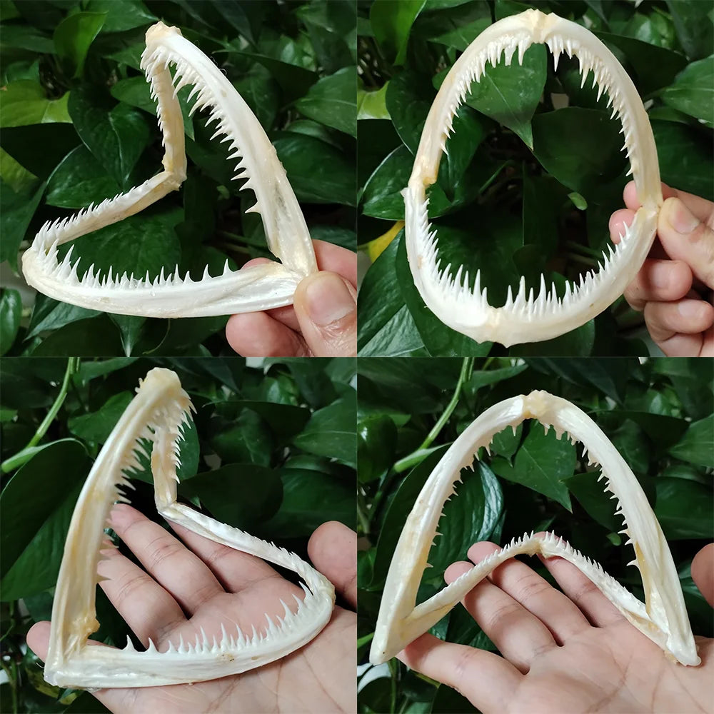 Anglerfish Jaw